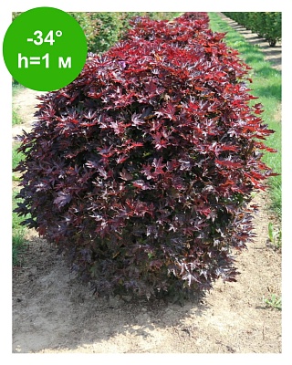 Пузыреплодник калинолистный Литл Джокер (Physocarpus opulifolius Little Joker)С3