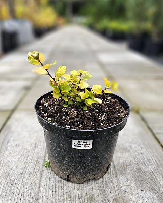 Береза карликовая "Нана"