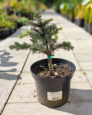Ель мариорика "Мачала" (Picea mariorika Machala) C5 20-30