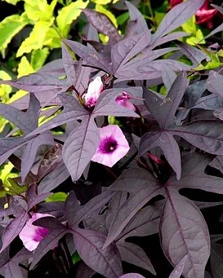 Эпомея ботат Р9