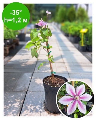 Клематис Clematis Pompeji Evipo116 Boulevard РБ