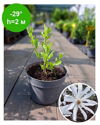 Магнолия Звездчатая белая 20-30 см