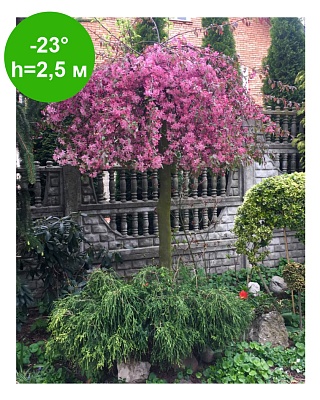 Яблоня дек.плак. "Роял Бьюти" С7,5