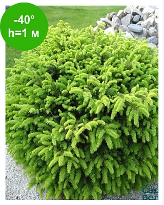 Ель обыкновенная Нидиформис (Picea abies Nidiformis) C2