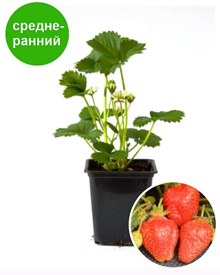 Земляника садовая Азия НФ 421 (Р9) Поиск