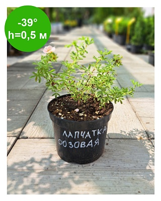 Лапчатка розовая Р9