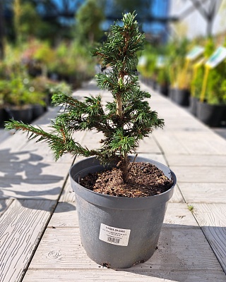 Ель обыкновенная "Крнак" (Krnak) С5 20-30