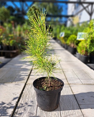 Сосна густоцветковая "Буркес Ред Вариегатед" (Burkes Red Variegated) C3