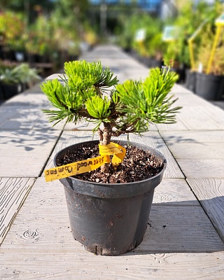 Сосна горная "Шервуд Компакт" (Sherwood Compact) C2