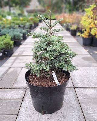 Пихта одноцветная "Арчерс Дварф" (Abies concolor Archer*s Dwarf) С3