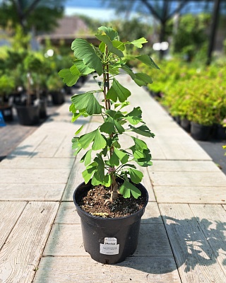 Гинкго двулопастный "Обелиск" (Obelisk) C5