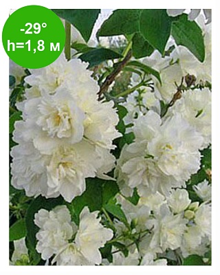 Чубушник "Букет Бланк" (Philadelphus Bouquet Blanc) С2