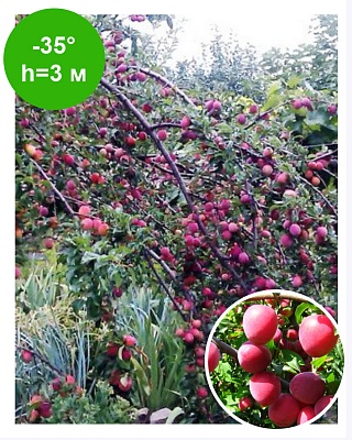 Алыча "Кубанская комета"