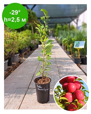 Слива колоновидная красная