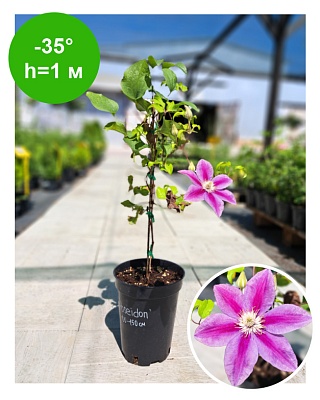 Клематис Clematis Poseidon™ Boulevard Evipo113