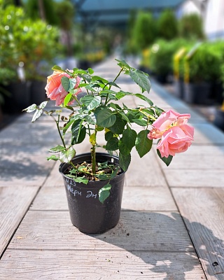 Роза "Мери Энн" флориб. оранжевая (№ 23)