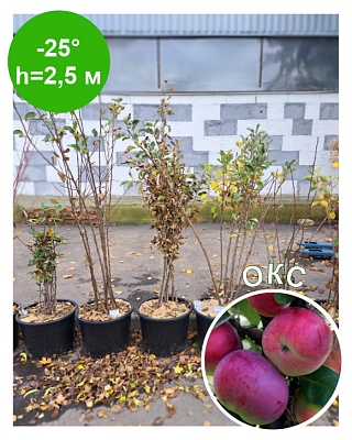 Яблоня "Есения" колоновидная