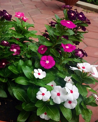 Катарантус кустовой