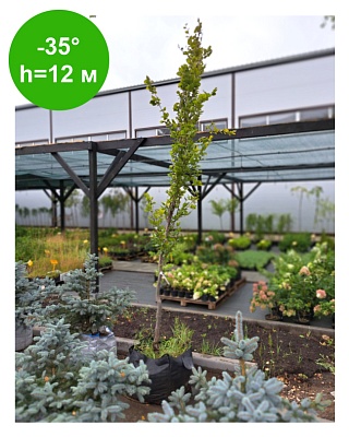 Граб обыкновенный "Фастигиата" 400+ С110 РБ