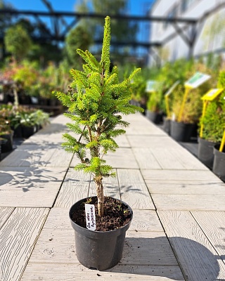 Ель обыкновенная "Купресина" (Cupressina) C2