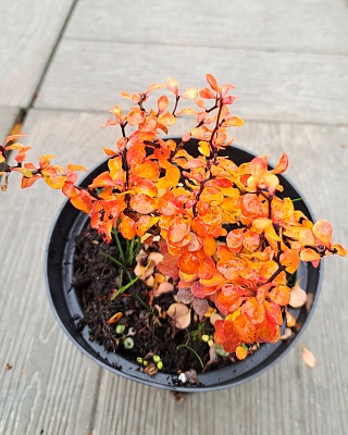 Барбарис Тунберга "Тини Голд" 20-40 С2 РБ