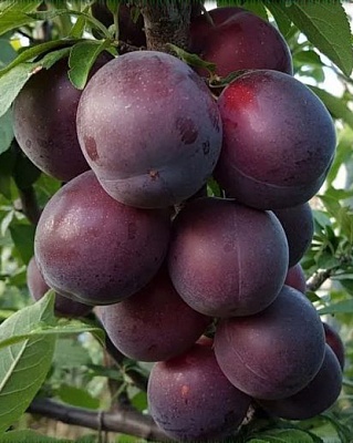 Плюмкот "Колибри" ОКС
