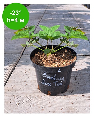 Ежевика Лох тей