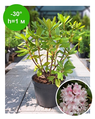 Рододендрон мелкоцветковый "Блумбокс" (Bloombox) C3