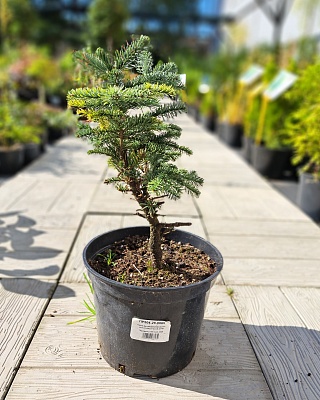 Пихта высокорослая "Бизаро" (Bizarro) С5 20-40