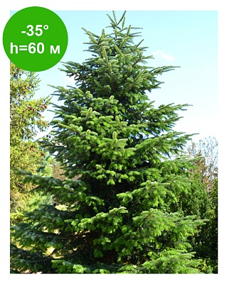 Пихта Нордмана (Abies nordmanniana) Р14