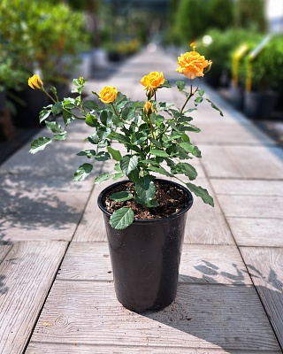 Роза "Бентхаймер Голд" флорибунда оранжевая (№ 10)