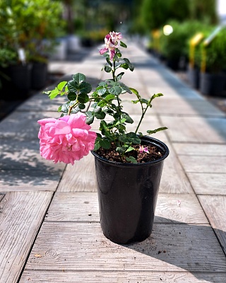 Роза "Кристофер Марлоу" английская розовая (№ 28)