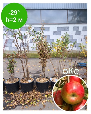 Яблоня колоновидная "Останкино" (ОКС) Созр-е 1-20сент.Осеннее