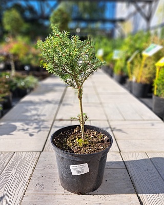 Пихта корейская "Грин Карпет" ( Green Carpet) C5 Ра 20-40