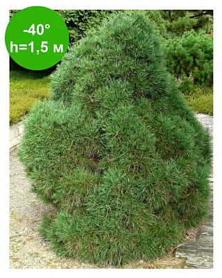Сосна обыкновенная Виридис Компакта (Pinus sylvestris Viridis Compacta) Р14
