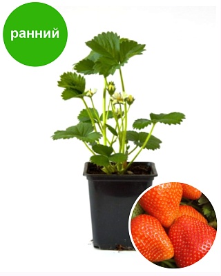Земляника садовая Румба (Р9) Поиск