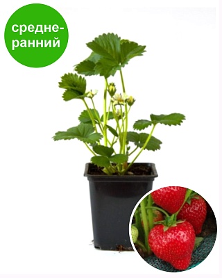 Земляника садовая Соната (Р9) Поиск