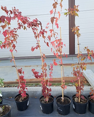 Клен "Гиннала" C5