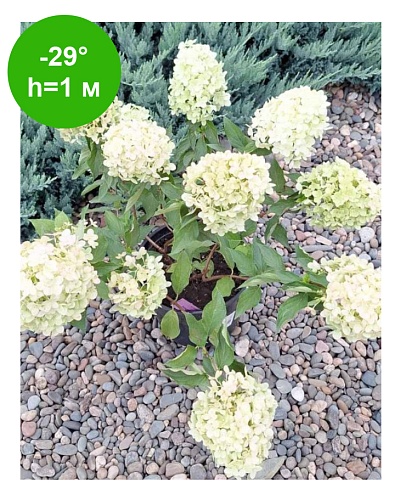 Гортензия метельчатая "Панчетта" (Pancetta) C1.5