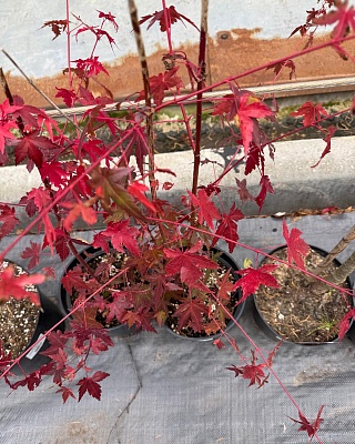 Клен веерный (дланевидный) C5