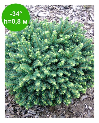 Ель сербская "Карел" С3