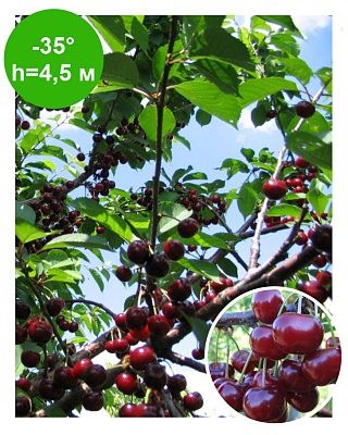 Вишня "Превосходная Веньияминова" дюк