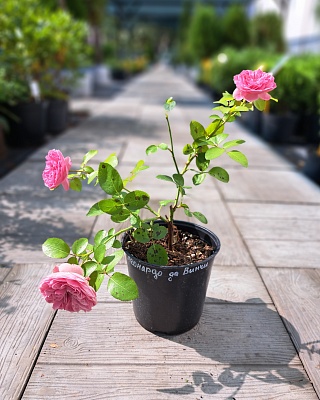 Роза "Леонардо да Винчи" флориб. розовая (№ 35)