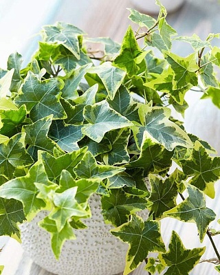 Плющ вариегатный