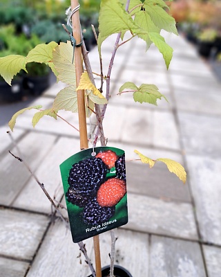 Малина черная (Bristol) C2