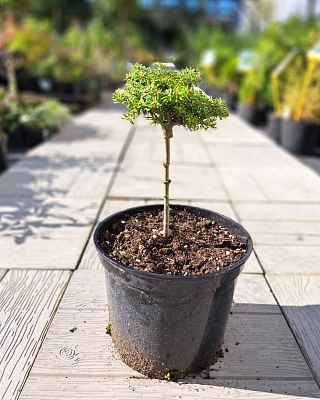 Пихта корейская "Кристал Кугель" (Abies koreana Cristal Kugel) С3 Ра 30-40