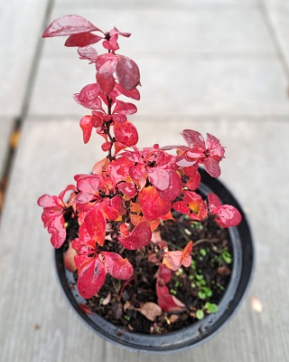 Барбарис Тунберга "Конкорд" 10-15 С2 РБ