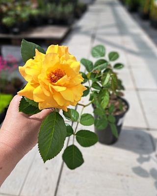 Роза "Карамелла" шраб светло-янтарн. (№ 18)