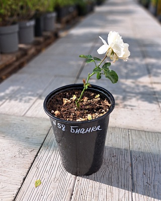 Роза "Бьянка" ч/г белая (№ 58)