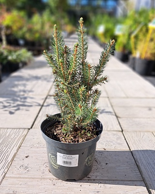 Ель колючая "Скотти" (Scottie) C2.5 20-25